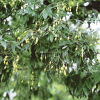 회화나무 열매