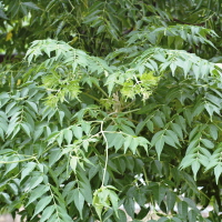 멀구슬나무 뿌리 껍질